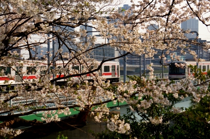 多摩川丸子橋の桜 東横線