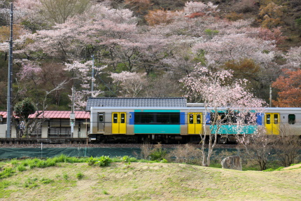 矢祭山公園の桜を背景に