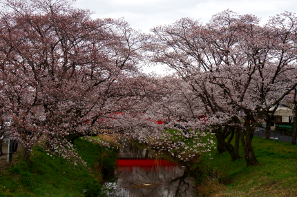 東武動物公園 の桜