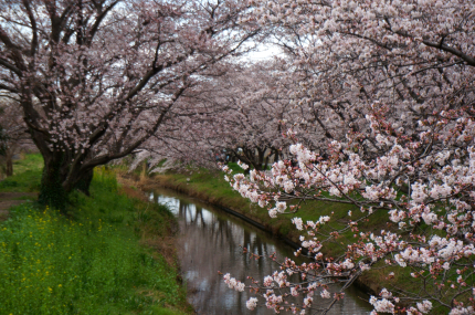 東武動物公園 の桜