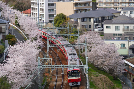 京急富岡の桜