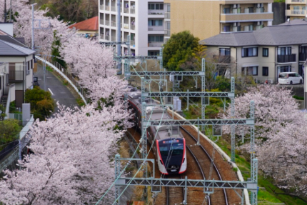 京急富岡の桜