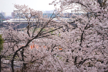 多摩川の桜と新幹線