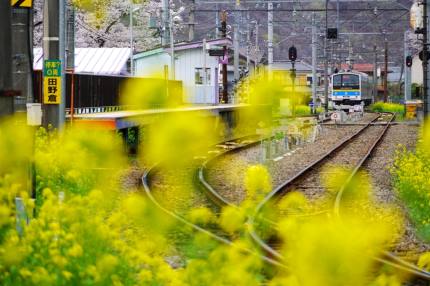 田野倉駅の菜の花